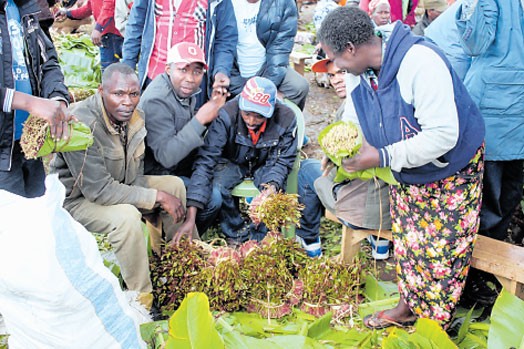 Miraa, morality & money: Culture clash in Kenya’s chewing crop