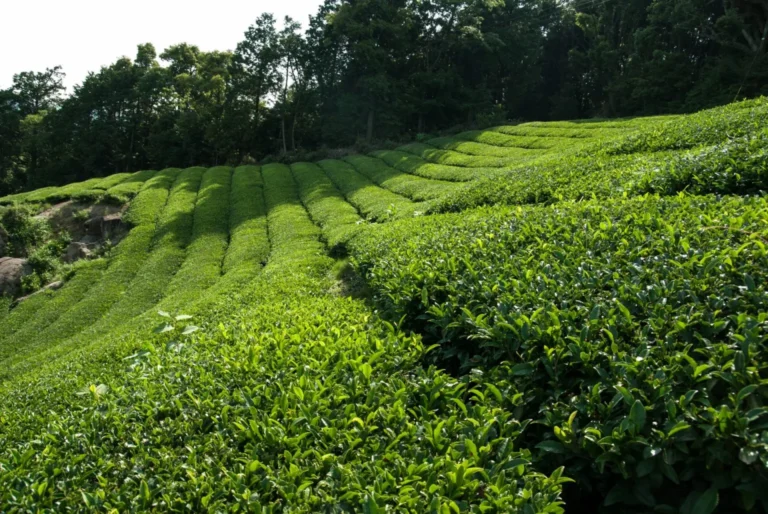 Investigations as newborn is abandoned in Kericho tea farm