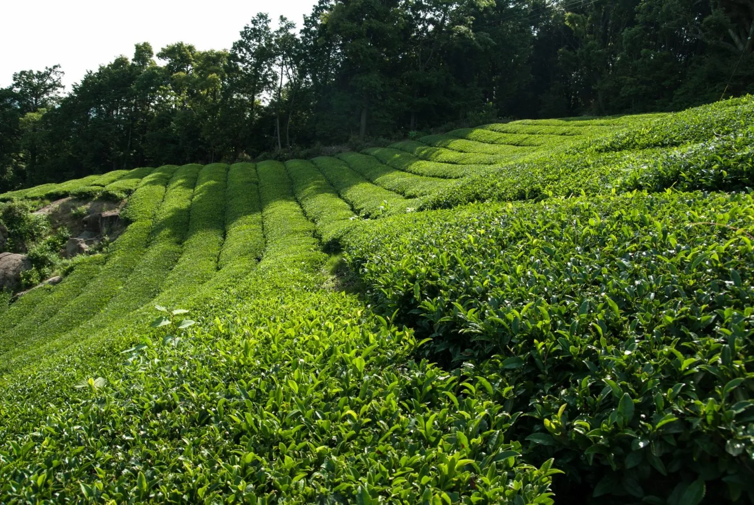 Investigations as newborn is abandoned in Kericho tea farm