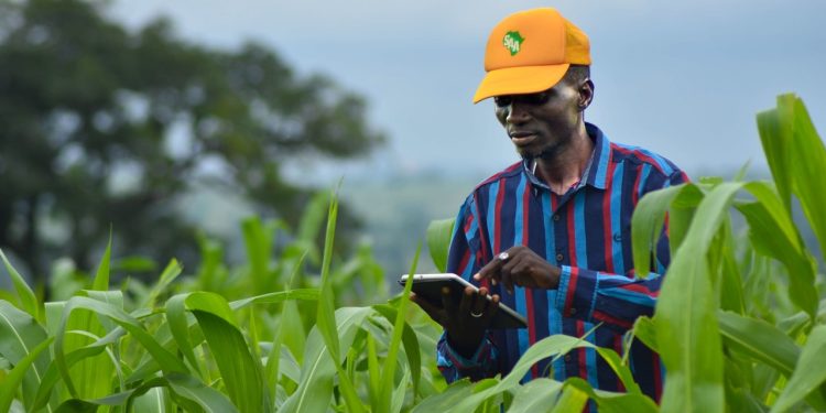 Image shows a Kenyan farmer taking records on his farm using a tablet