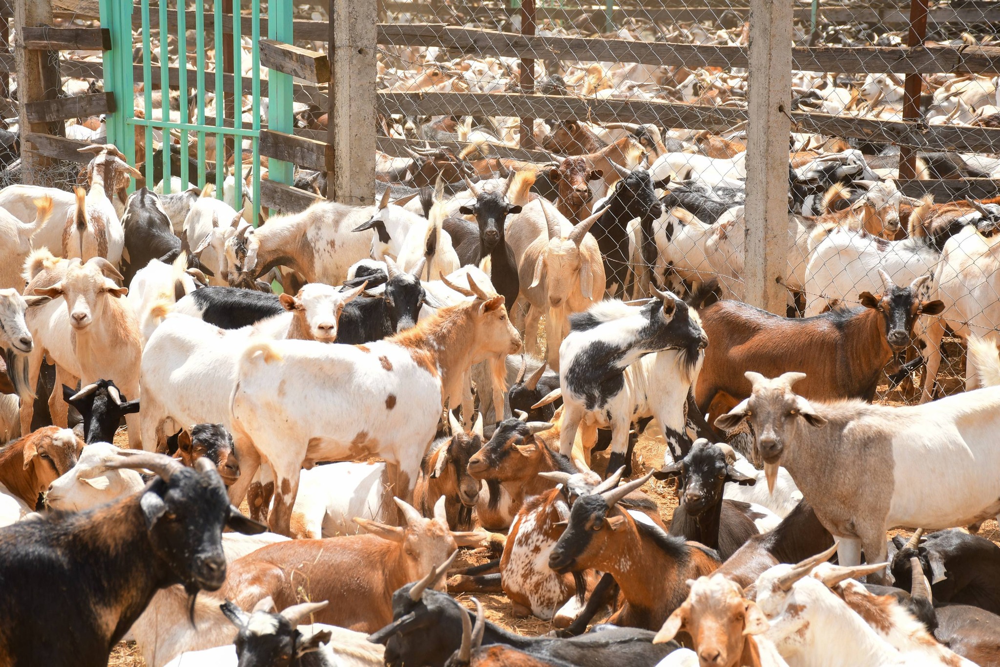 How politicians duped farmers at Kimalel goat auction