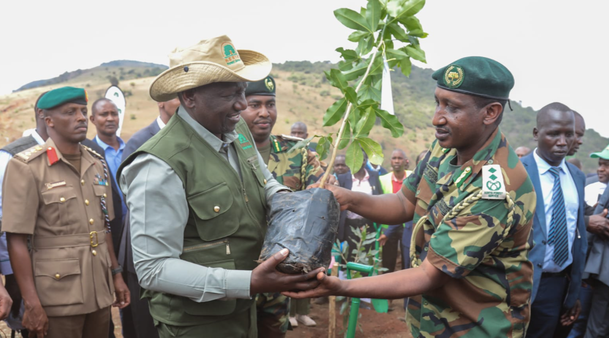 Gov’t: Kenya has planted 1.8 billion trees under Ruto’s greening plan
