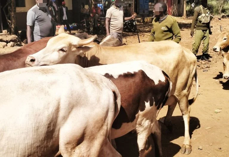 Three arrested over cow slaughter in Mukuru-Kayaba