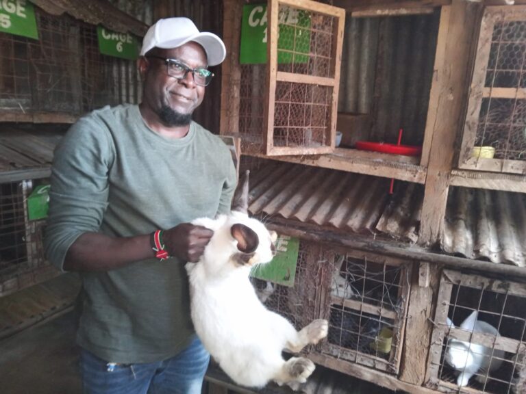 How Black Soldier Flies are helping farmers cut animal feed costs